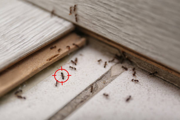 Best Pest Removal Services  in Center, CO